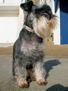 Miniature Schnauzer Zara looking happy and healthy last week