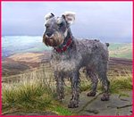 miniature Schnauzer Max with ears blowing in the wind