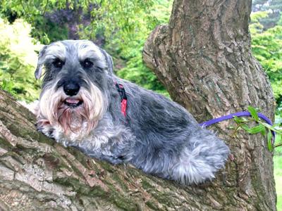 Rebel up his favourite tree 2 weeks before saying goodbye