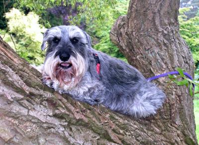 Rebel 1 in his favourite tree