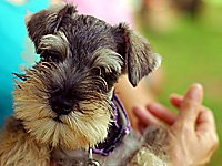 cute salt and pepper miniature Schnauzer puppy and human