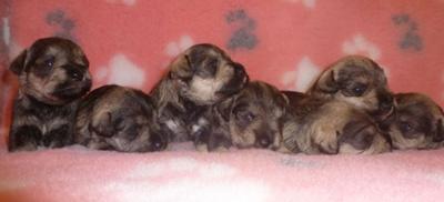 We are seven happy puppies