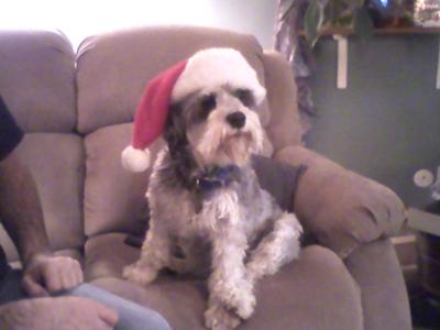Rockie on Christmas Day