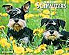 Schnauzer Calendar