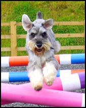 Energy is one of the dog health symptoms