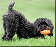 Schnoodle docked tail