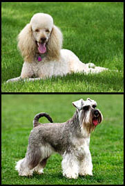 schnoodles parents - schnauzer poodle cross