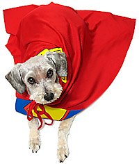 Schnoodle - savior or scoundrel?