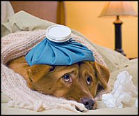 dog illnesses symptoms - dog with water bottle