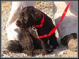 black standard schnauzer puppy on lead