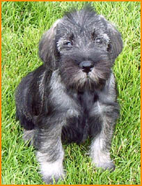 standard schnauzer puppy