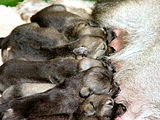 standard schnauzer puppies suckling their mother. standard Schnauzer litter sizes are usually 6 to 10 pups