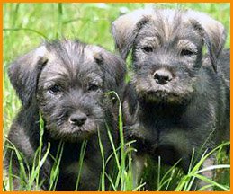 2 Standard Schnauzer puppies