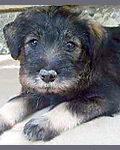 standard schnauzer puppy image