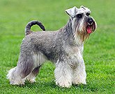 photo of Standard Schnauzer with tail