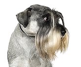 salt and pepper standard schnauzer for Schnauzer Pictures