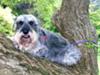 Rebel up his favourite tree 2 weeks before saying goodbye