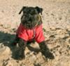 Ringo on his last outing to the beach before saying goodbye a week later