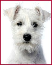 white schnauzer head 